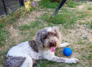 Cockapoo for stud