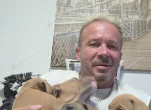 Staffordshire bull terrier puppies