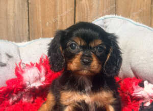 Beautiful Cavalier King Charles puppies