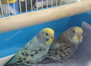 2 Baby budgies for sale with cage