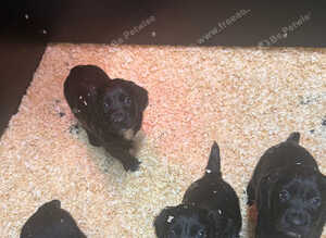Working cocker spaniel puppies