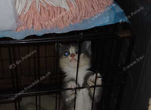 Kittens