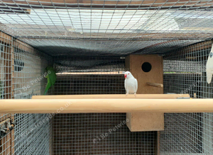 Ringneck parakeets