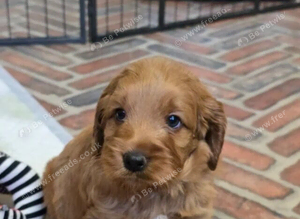 Cockapoo Puppies