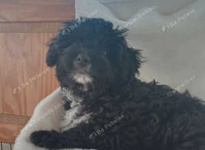 Beautiful yorkiepoo puppies