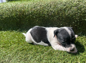 Jack Russel puppies