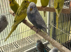 Beautiful young and adult budgies.