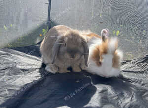 Male fluffy lionhead