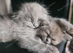 Ragdoll x scottish fold