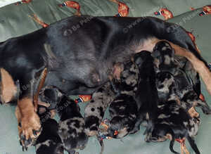 Beautiful mini dachshunds