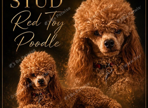 Kc Health Tested Red Toy Poodle At Stud