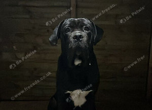 Cane Corso