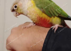 Hand Reared/Hand Tame/Silly Tame Pineapple Cinnamon Conure