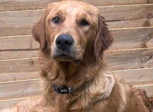 Adult golden retrievers KC