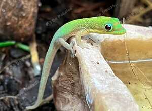 Gold dust day geckos CB26