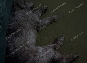 Looking for a red/apricot cockapoo male