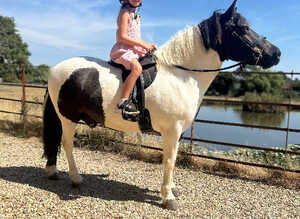 Chunky piebald gelding