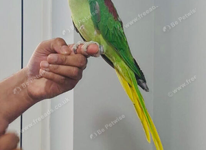 Beautiful hand tamed parrots for sale