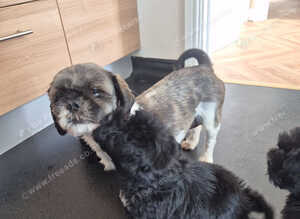 Shih poo puppies ready to leave