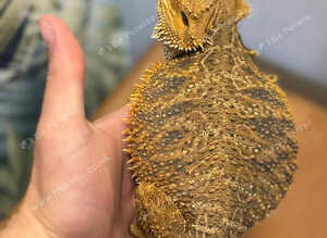 Male and female bearded dragon