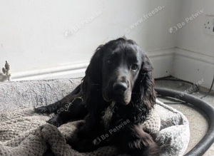 Cocker Spaniel