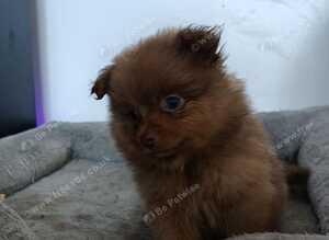 Pomeranians