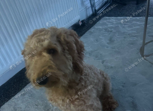 Poodle standard