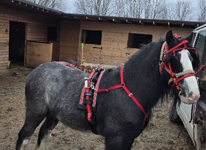 Black cob