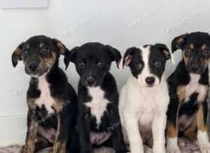 Classic "Old School" Lurcher Puppies - Loving Family Companions