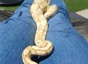 Ball python