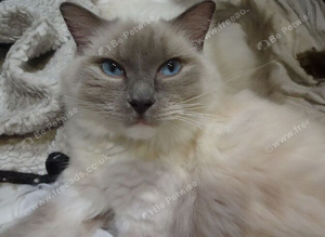 Ragdoll Blue Mitted Female