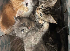 Kittens for sale