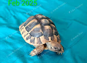 Baby Herman tortoise