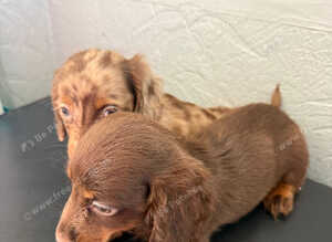 Chocolate merl puppies