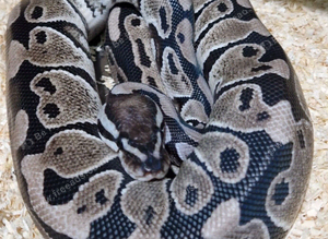 Axanthic clown female ball python
