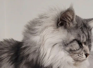 Mainecoon Stud