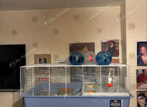 Hamster and cage