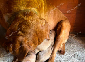 Labrador