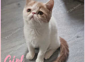 READY TO LEAVE NOW 1 BEAUTIFUL GCCF EXOTIC PERSIAN KITTENS