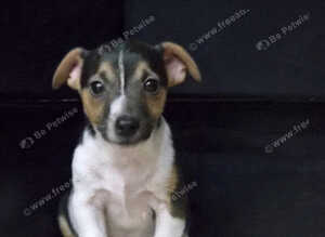 Jack Russell pups