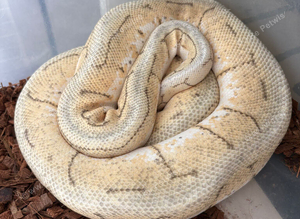 Royal python