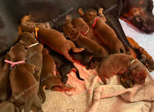 EuropeanDobermanPuppies