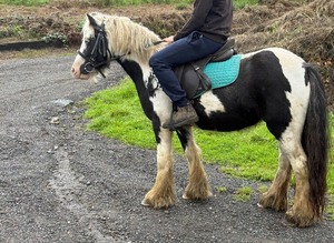 12.3  piebald mare