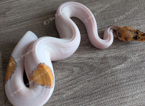 Clown pied