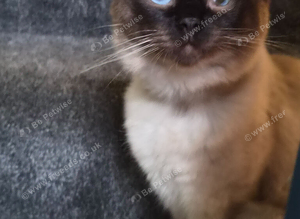 Beautiful ragdoll male