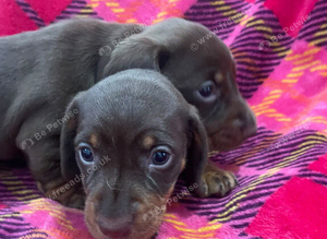 Two beautiful chocolate boys left PRA CLEAR
