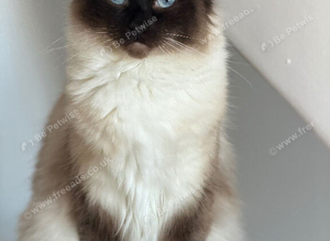 Stunning seal point mitted ragdoll
