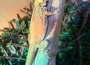 Female bearded dragon