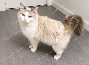 Male ragdoll