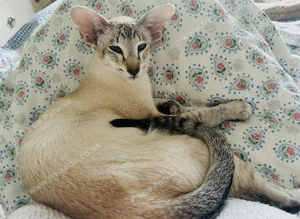 Siamese kitten
